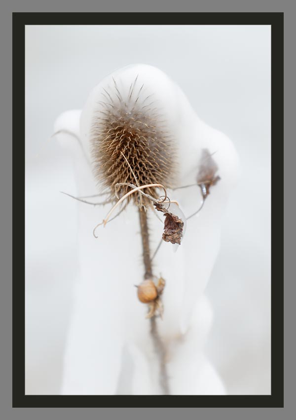 Cocon de glace Lac Léman gelé : les plus belles photos de glace du Lac Léman par Christophe Bourreau