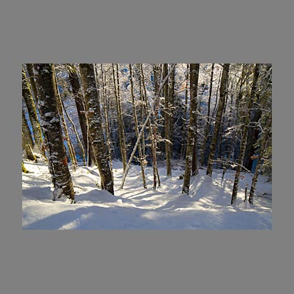 ambiance hivernale dans les bois - photo Christophe Bourreau