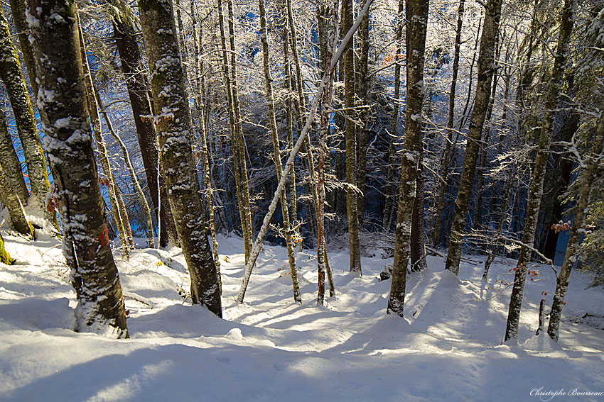 Ambiance hivernale dans les bois au lac de Montriond