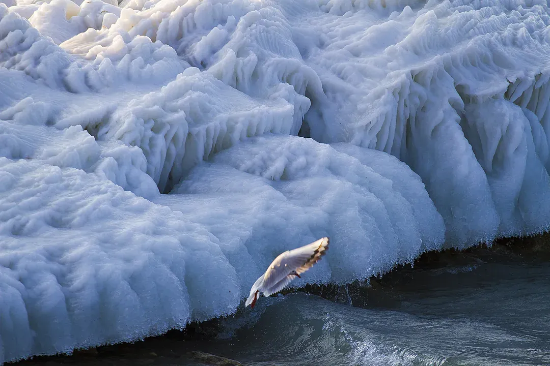 La mouette de glace - Lac gelé hiver 2012