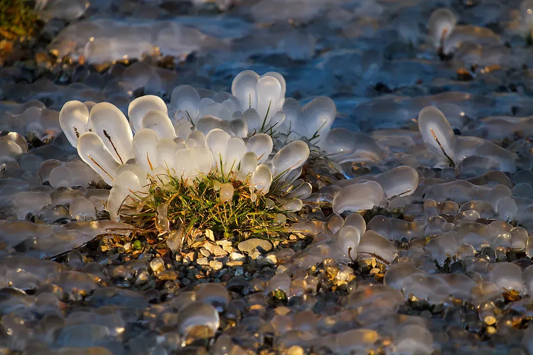 Fleur de glace - lac Léman gelé