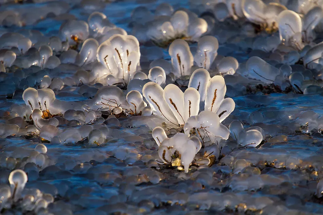 Fleur de glace - lac Léman sous la glace