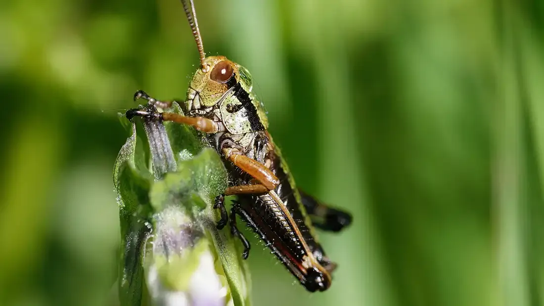 stage macrophotographie en haute-savoie